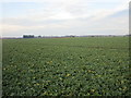 TA0741 : Field of oilseed rape near Tickton by Jonathan Thacker