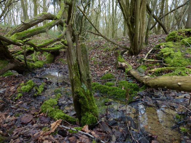 Launde Park Wood, Harborough - area information, map, walks and more