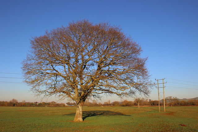 Oak Tree and Power Line