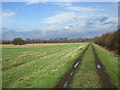 Farm track in a flat landscape