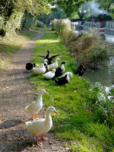 Ducks on the towpath near Hinckley, Leicestershire