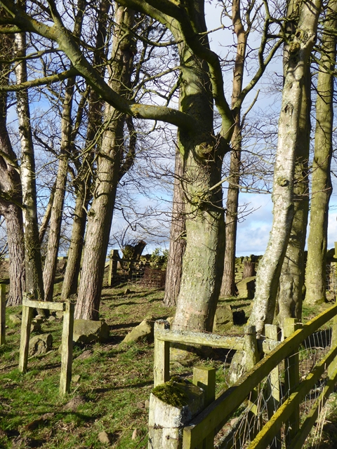 Copse by the entrance to Blackhill Farm