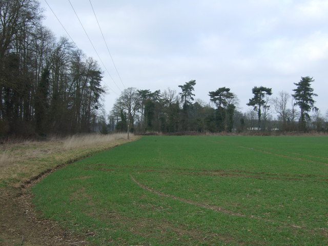 Young crop field and woodland