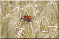 NZ3275 : Peacock Butterfly on Corn by Ron Dixon