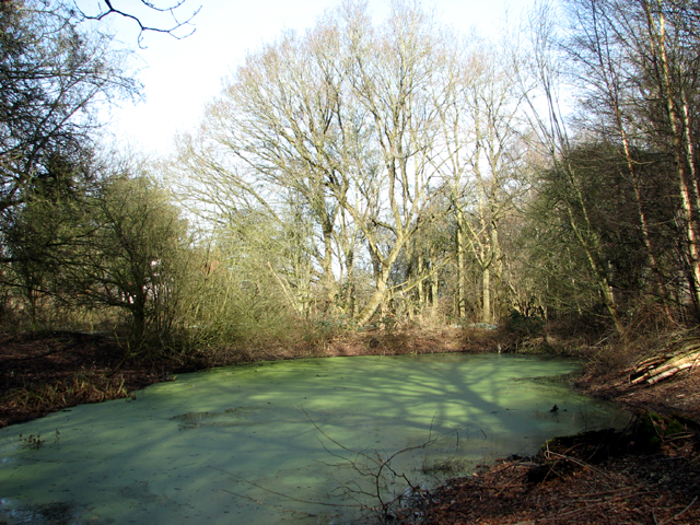 Duckweed-covered pond on the western edge of Dunston Common