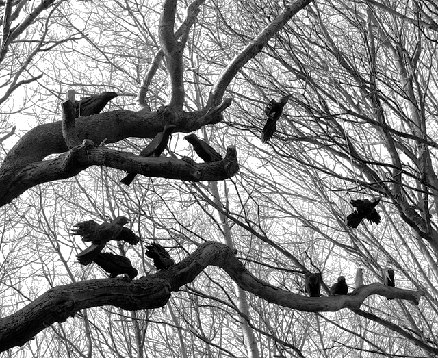 Rooks on an old oak tree