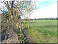 Catkins by the Path