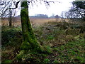 H5270 : Mossy tree and bog, Tattykeeran by Kenneth  Allen