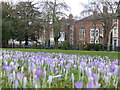 Spring flowers in The Oval