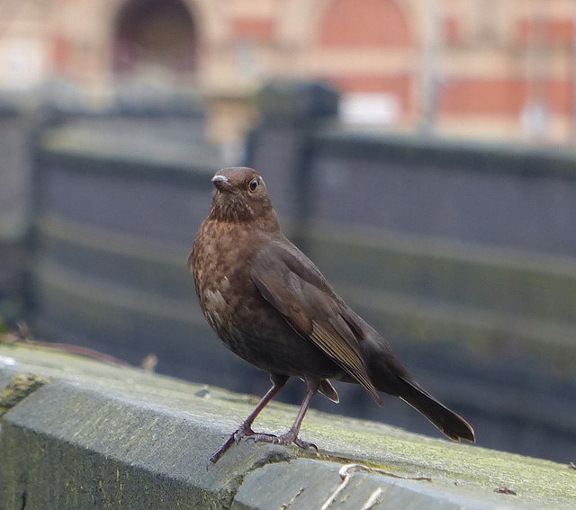 Blackbird near Leicester city centre
