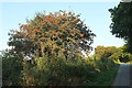 Rowan near Lanhydrock Hotel