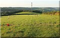 Sheep near Coombe Farm