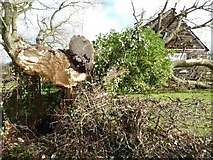 SO8742 : Tree fallen on Earl's Croome Village Hall #8 by Philip Halling