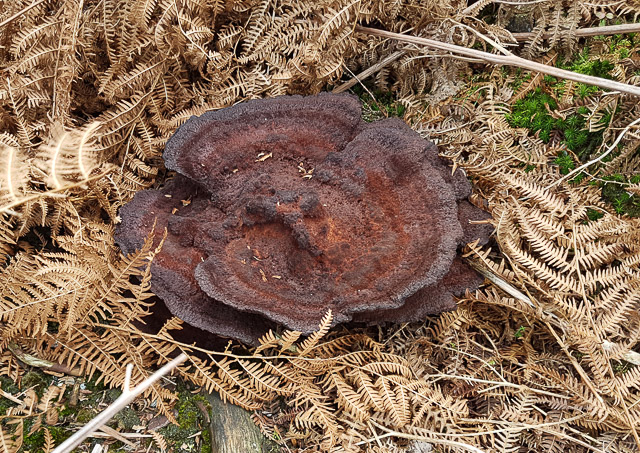 Fungi on clear-felled area of Hale Purlieu