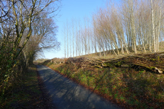 Hedgelaying on the road to Toller Whelme