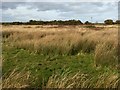 Hirwaun Common