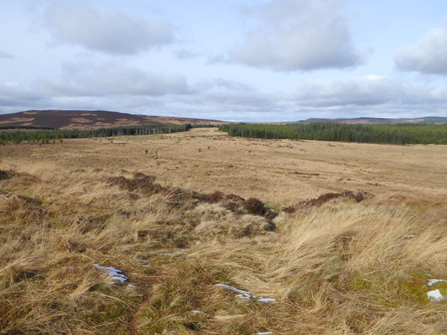 Moorland and plantation in the Wanney Hills