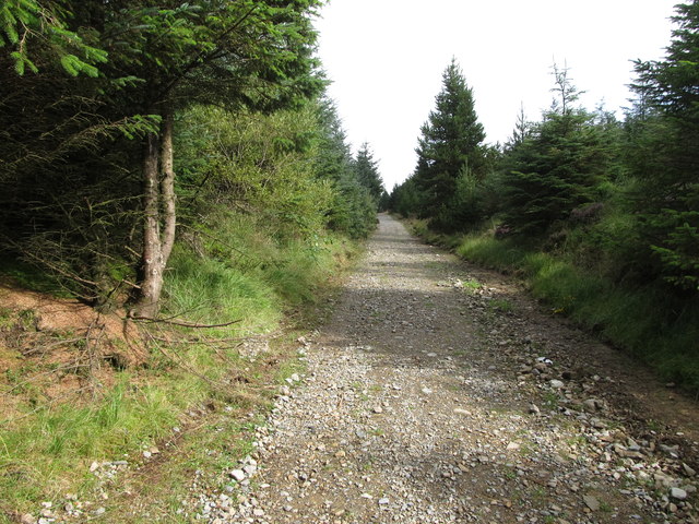 View SSW along the main forest road