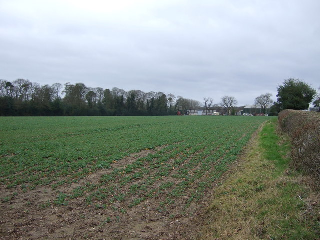 Crop field towards Burbage House Farm