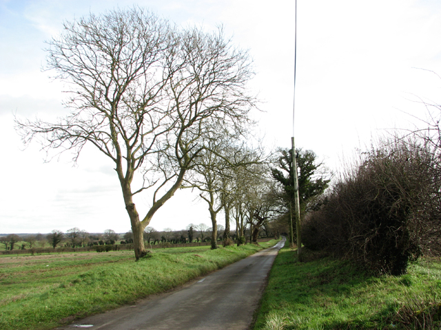 Trees beside Mill Road