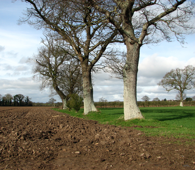 Trees growing on a field boundary