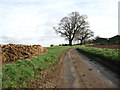 Bolwick Lane past Hall Farm