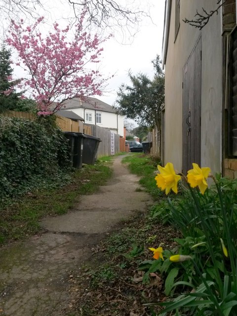 Pokesdown: daffodils on footpath J04