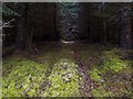 NH6228 : Moss covered track through Torr Mòr forest by valenta