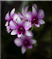 TQ1877 : Dendrobium, Kew Gardens by Christine Matthews