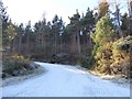 Forestry track at Dounie Wood, Ardvannie