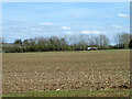 Stony field east of Church Lane, Lambourne