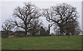 TM4689 : Trees in field near North Cove Hall by Roger Jones