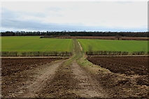 SE4338 : Track heading West off Main Street, North of Aberford by Chris Heaton