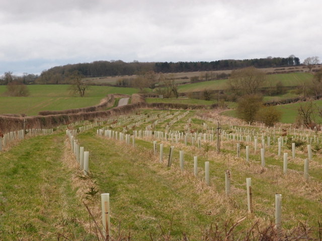 Tree planting by the minor road to North Witham
