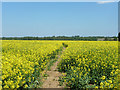 Footpath through a field of rape