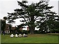 Cedar of Lebanon, Knepp Castle