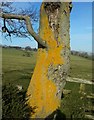 Rusty tree near Fiddler