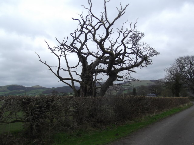 Dead Oak Tree Near Merllyn Farm © Eirian Evans Geograph Britain And Ireland 