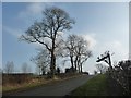 NY6223 : Roadside trees near Edenbank Cottages by Christine Johnstone