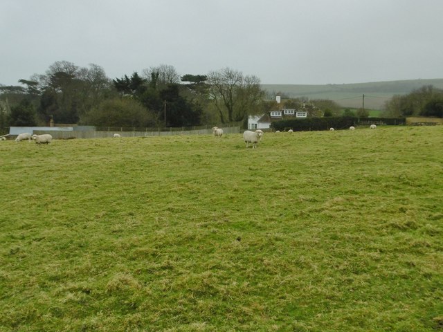 Studland, sheep grazing