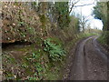 Hollies Lane near Hollies Farm