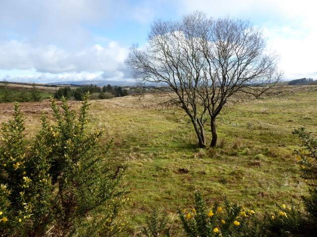 Tree, Corradinna © Kenneth Allen cc-by-sa/2.0 :: Geograph Ireland