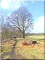 Footpath beside the South Tyne