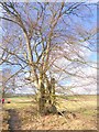 Beech tree beside the South Tyne