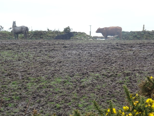 Cattle farmstead near the sea