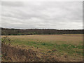 Grassland at Skelton Moor Farm