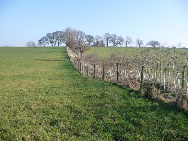 Young hedge, protected with fences, east of Burwain Hall