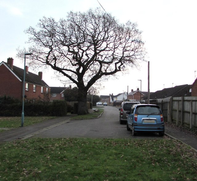 Dominant tree, Elmgrove Road East, Hardwicke