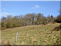 Grassland above Dean Lane