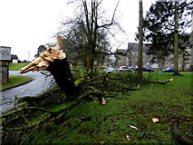 H4772 : A fallen tree limb, Tyrone & Fermanagh Hospital grounds by Kenneth  Allen